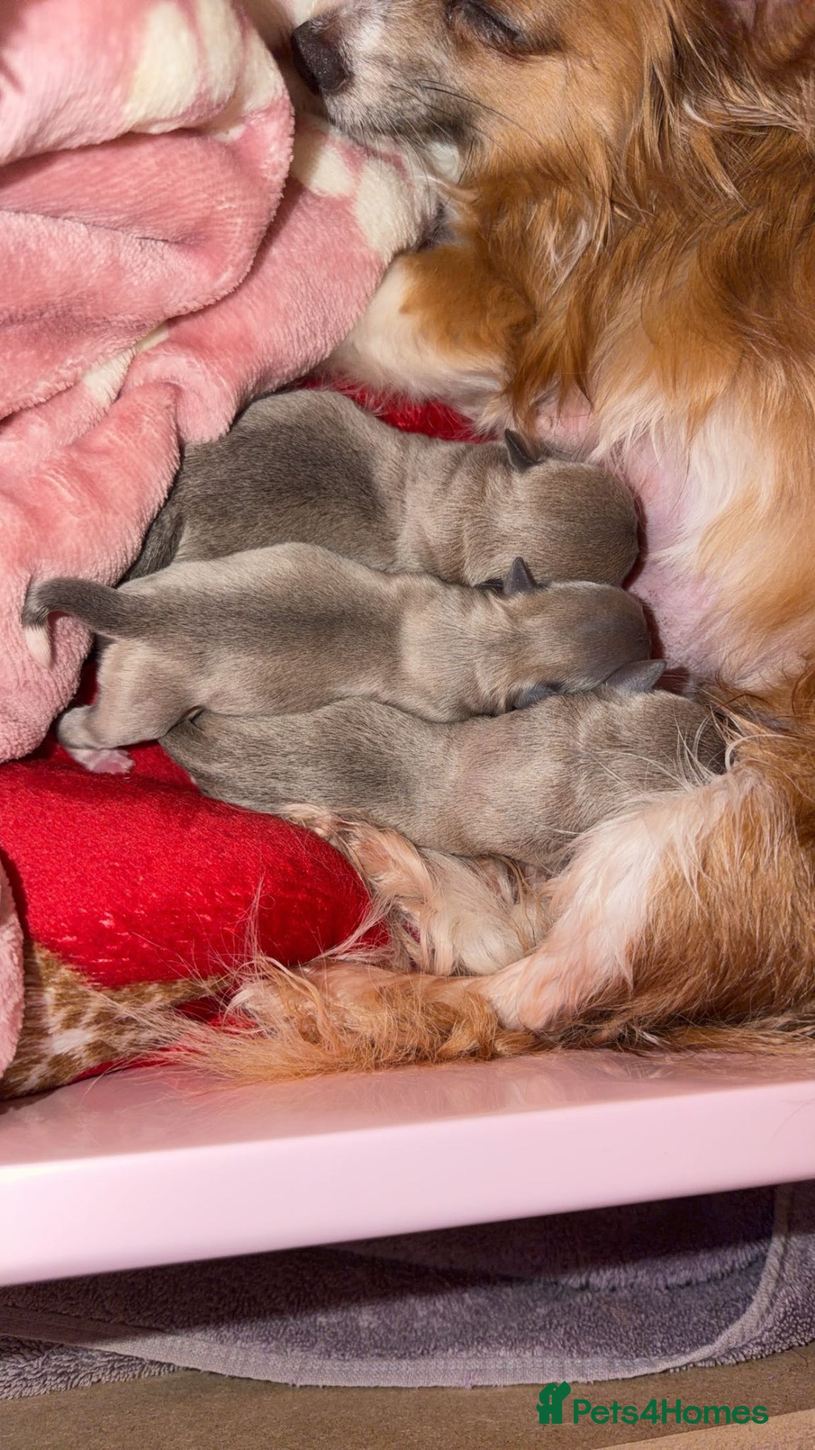 Mixed Breed dogs for sale: bulluahua Puppies  - Advert 9