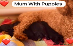 Cockapoo dogs for sale: Adorable Cockapoo Puppies  - Image 8