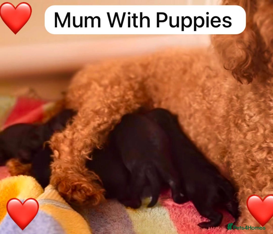 Cockapoo dogs for sale: Adorable Cockapoo Puppies  - Image 8