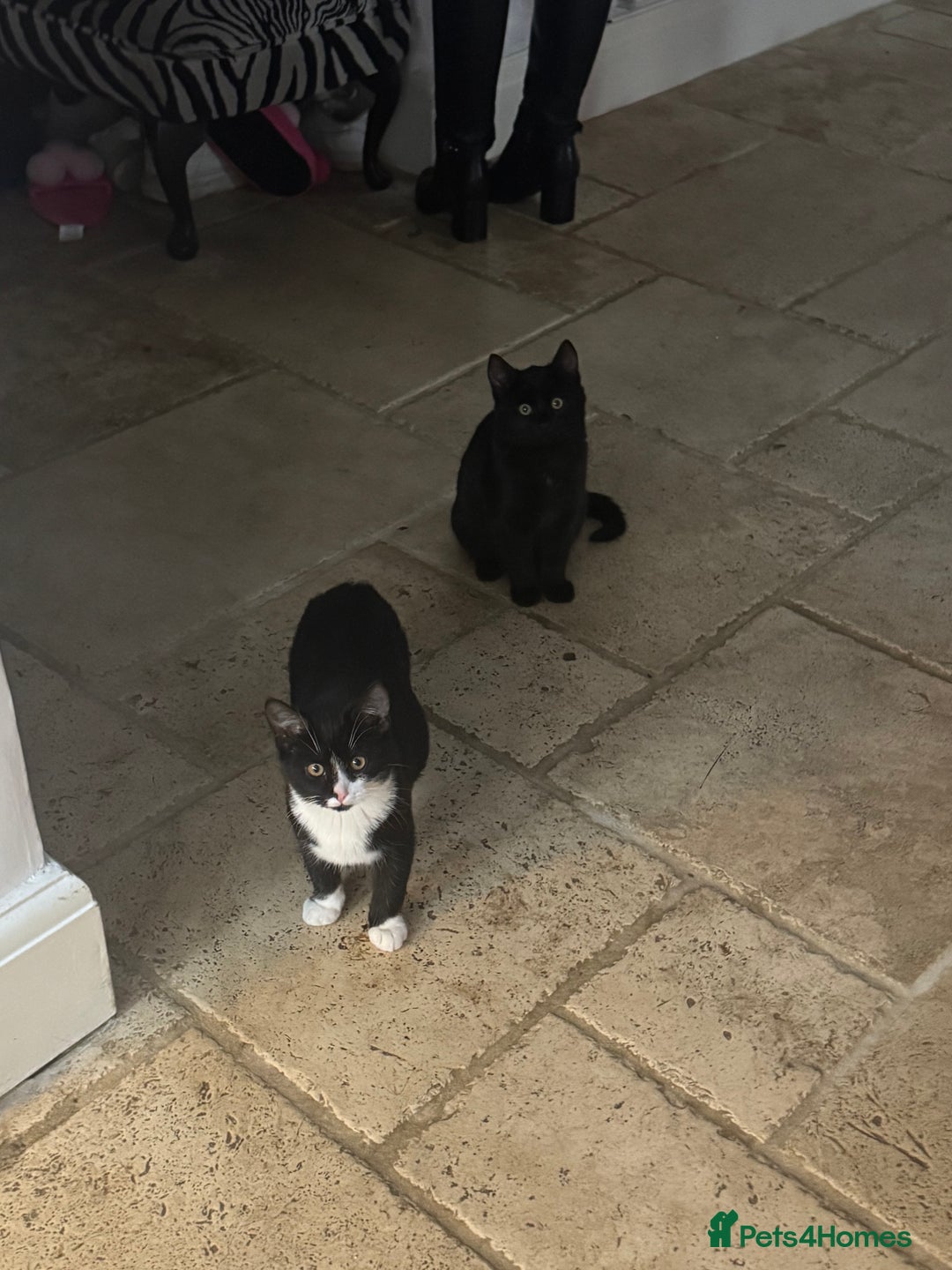 Mixed Breed cats for sale: 2 sisters, short haired kittens  - Advert 4