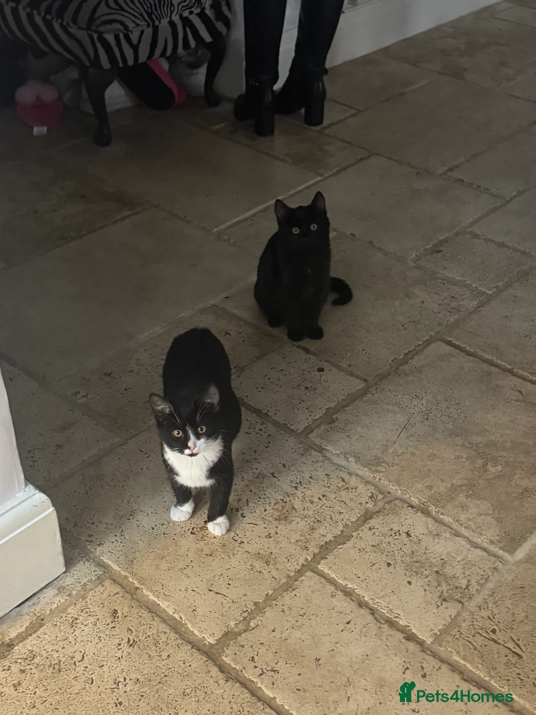 Mixed Breed cats for sale: 2 kittens, brother & sister, short haired - Advert 4
