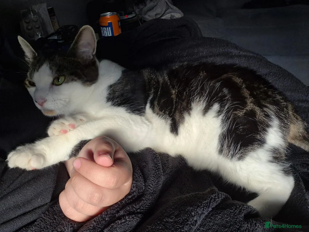 Mixed Breed cats for sale: Female kitten for sale  in Basildon - Advert 6