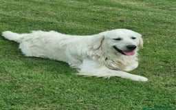 Golden Retriever dogs for sale: KC GOLDEN RETRIEVER PUPPIES HEALTH TESTED PARENTS  - Image 2
