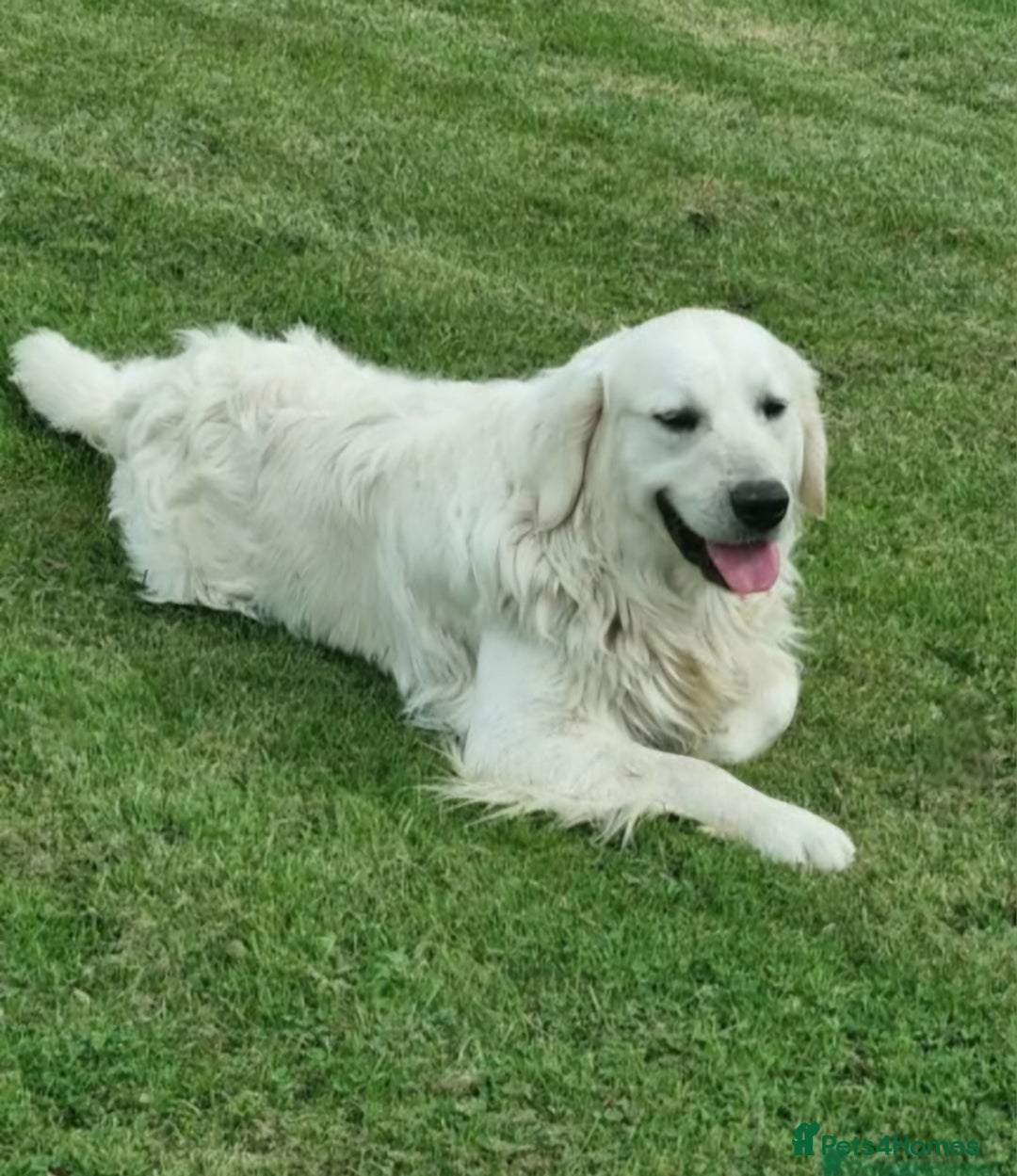 Golden Retriever dogs for sale: KC GOLDEN RETRIEVER PUPPIES HEALTH TESTED PARENTS  - Image 2
