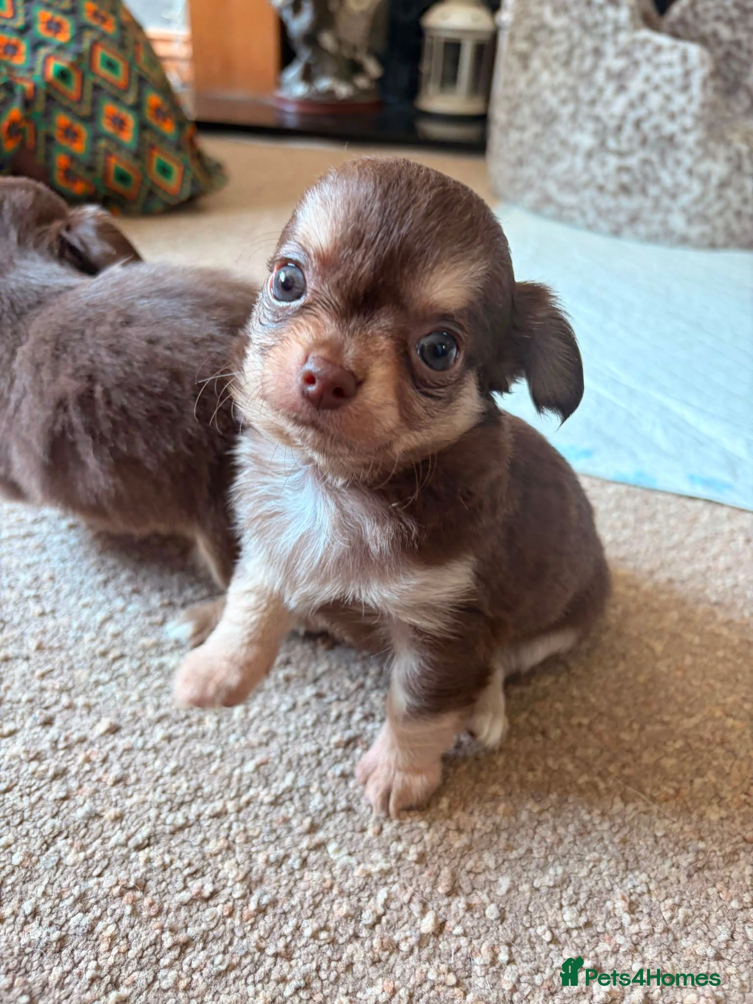 Chihuahua dogs Long coat Chihuahua puppies  - Advert 11