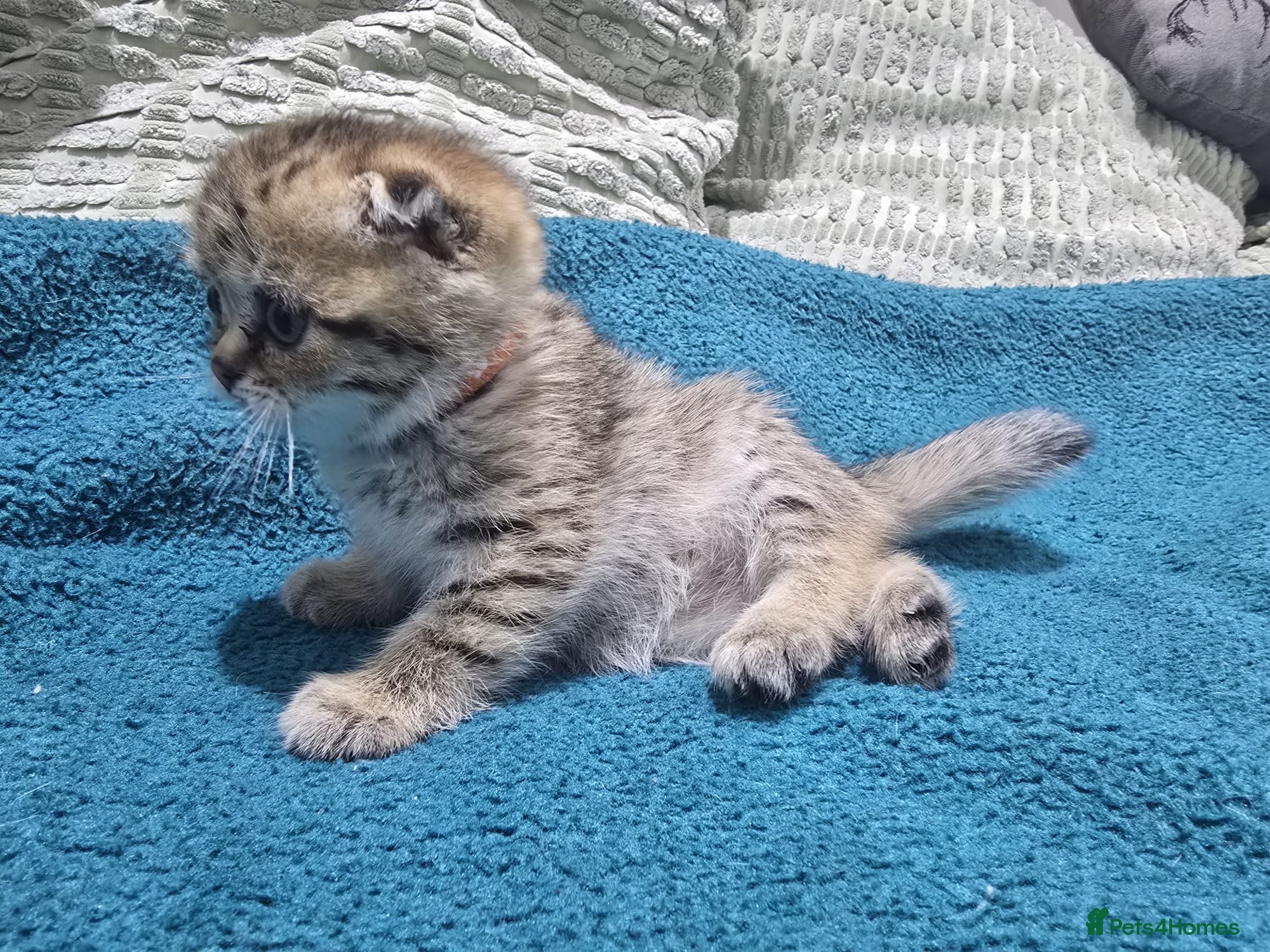 Scottish Fold cats for sale: READY SCOTTISH FOLD KITTENS (URGENT) - Advert 25