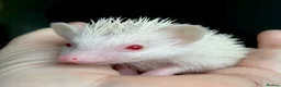 Pygmy Hedgehog rodents for sale: Girl Boy Ethically Bred African Pygmy Hedgehog - Advert 7