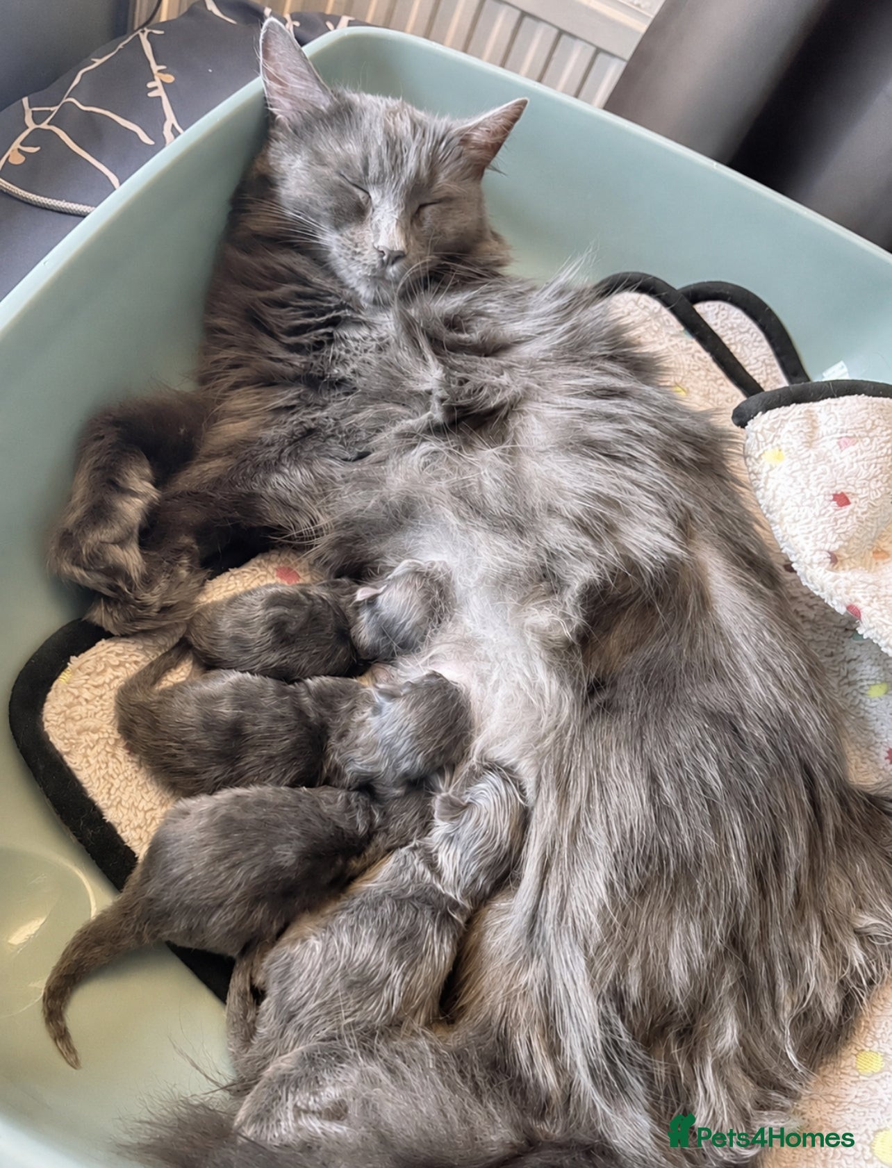 Mixed Breed cats for sale: Beautiful half ragdoll kittens 💖 - Advert 11