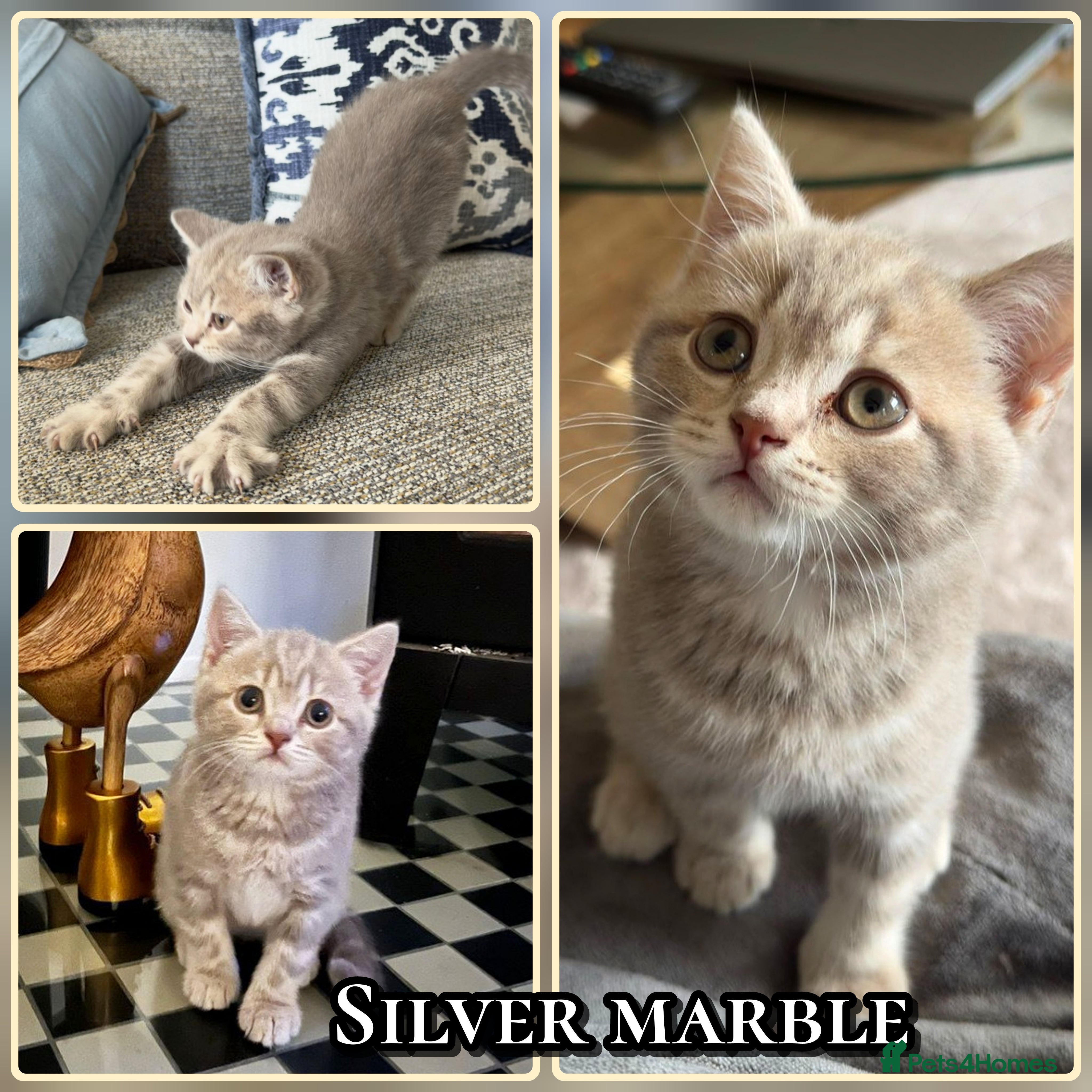 British Shorthair cats British kittens  - Advert 12