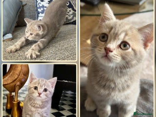 British Shorthair cats British kittens - Advert 1