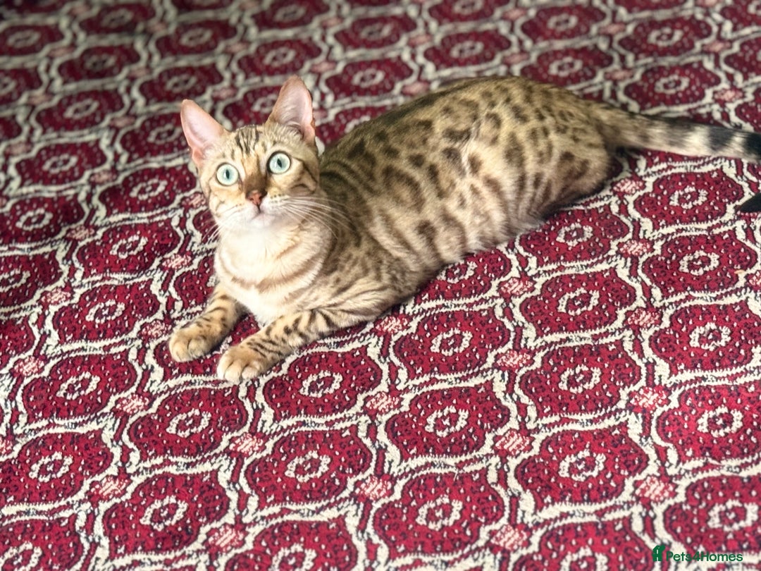 Bengal cats for sale: Snow Bengal girl  - Image 4