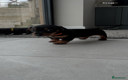 Miniature Dachshund dogs for sale: One beautiful Beautiful girl left  💜🐶  - Image 32