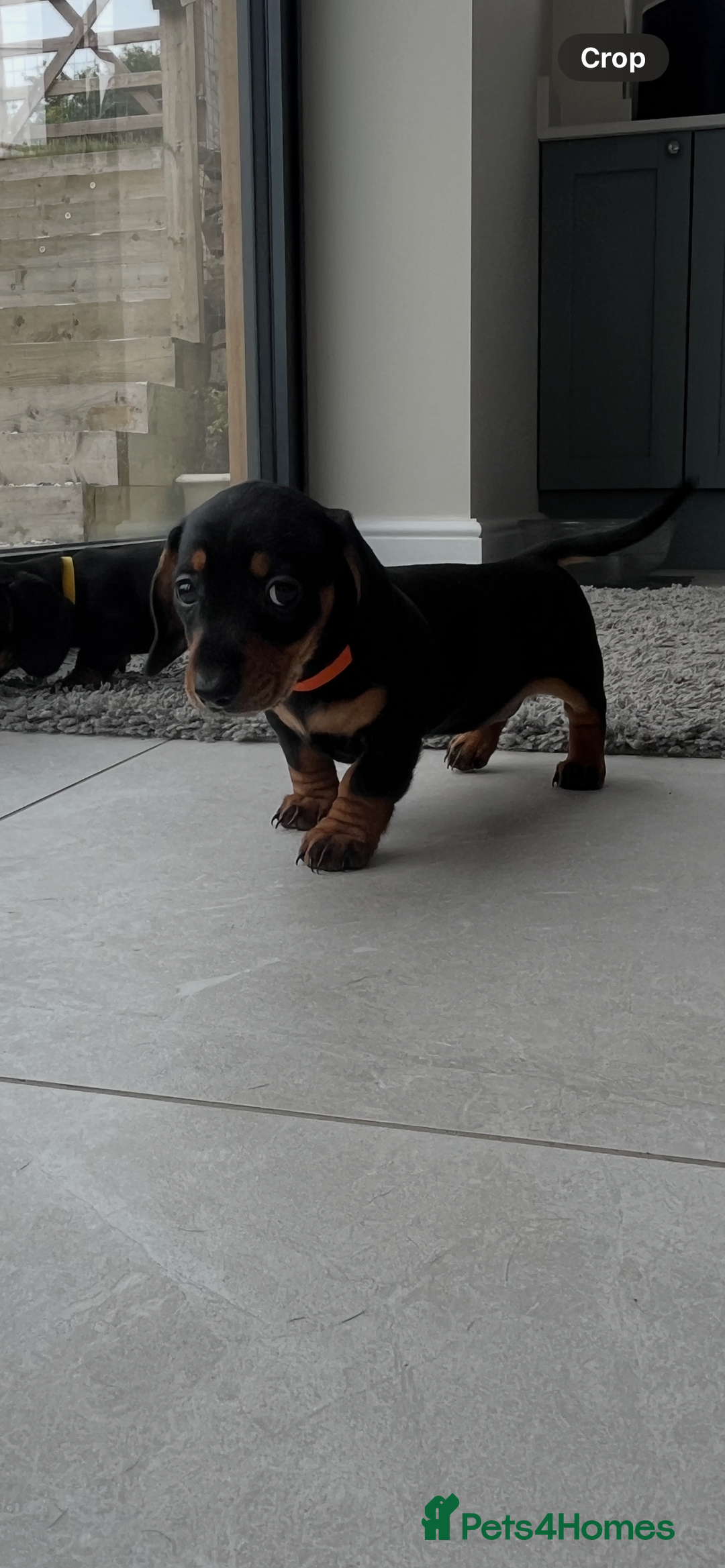 Miniature Dachshund dogs for sale: One beautiful Beautiful girl left  💜🐶  - Image 32