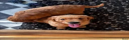 Golden Retriever dogs for sale: Ivys Golden retriever pups 🫶 - Advert 6