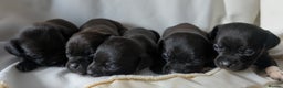 Mixed Breed dogs for sale: Gorgeous mini dachshund cross pug  - Advert 2