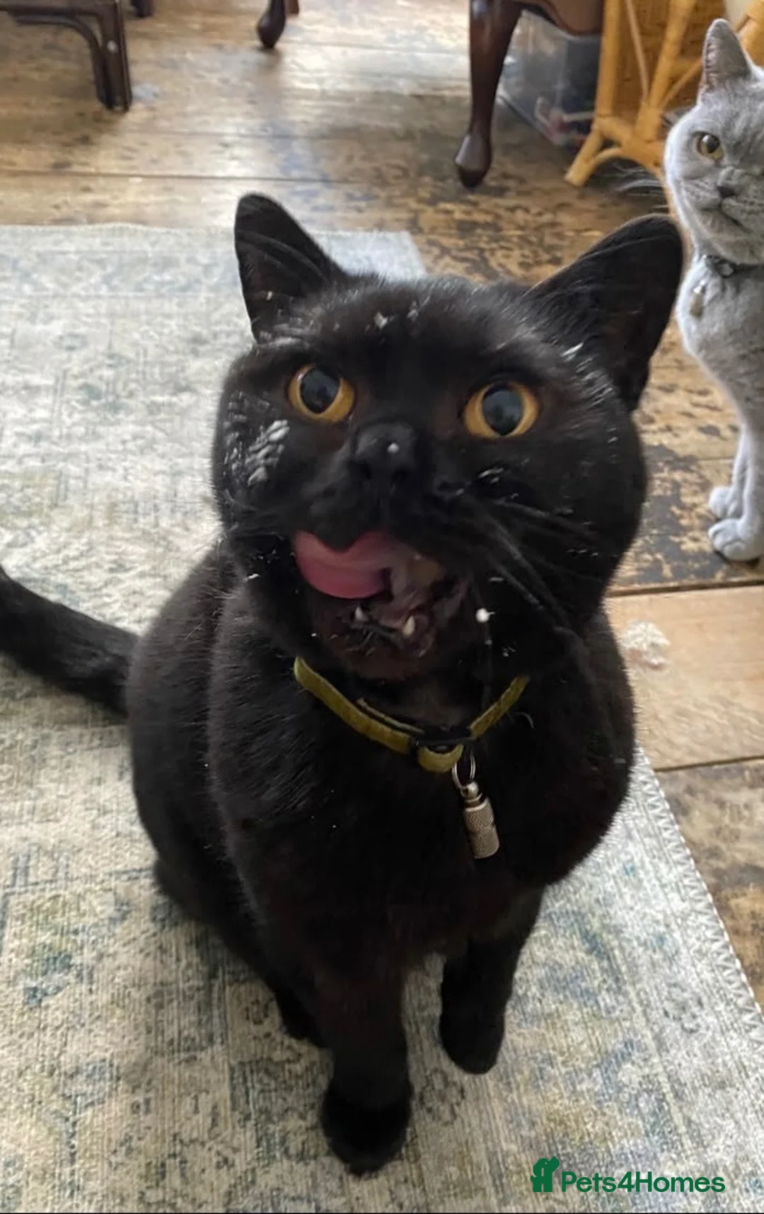 British Shorthair cats for sale: Beautiful 7 year old BSH Kayleigh - Advert 8