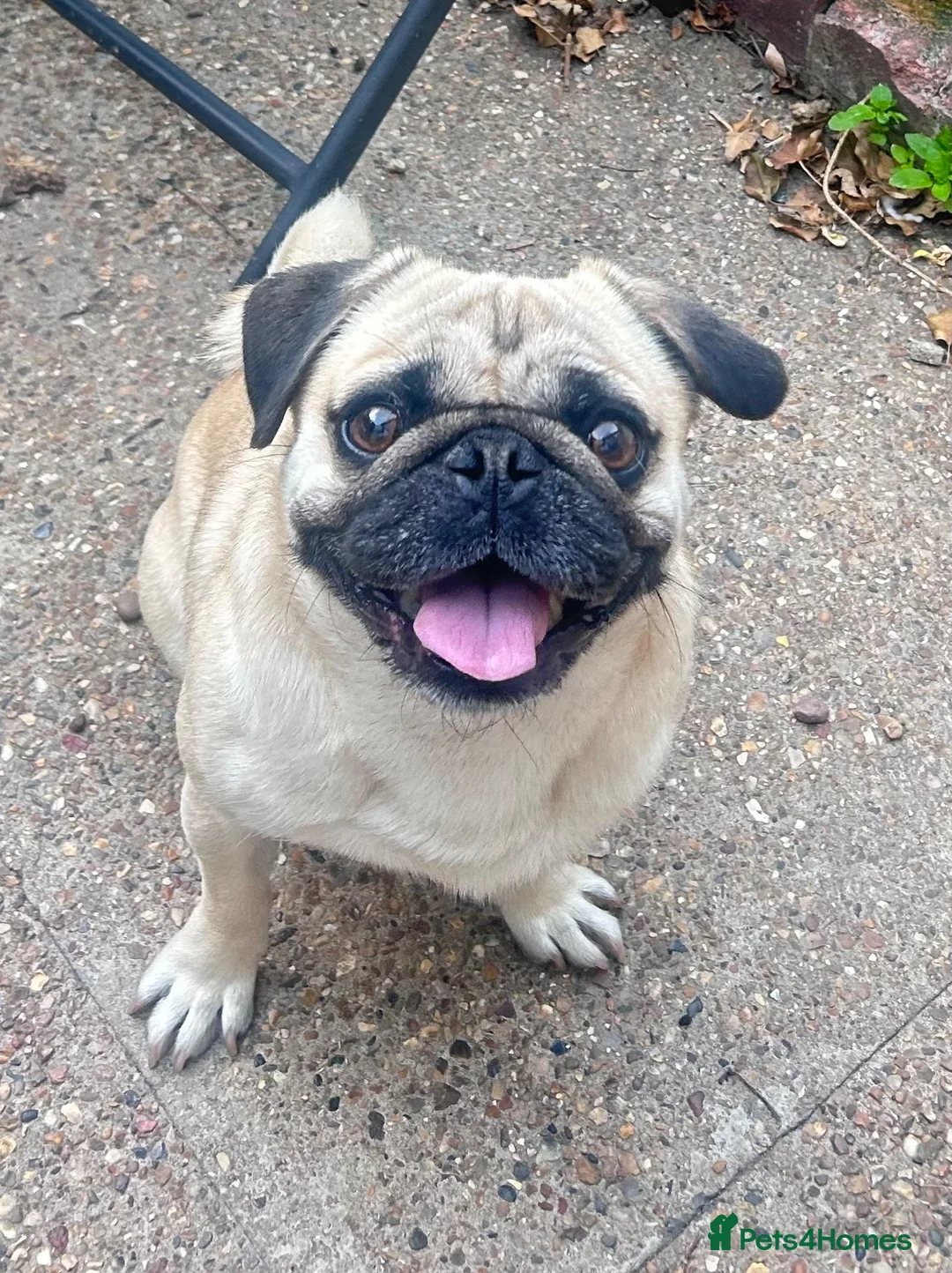 Pug dogs for stud: Eros – Handsome Fawn Pug Available for Stud - Advert 1