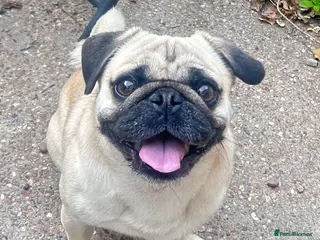 Pug dogs Eros – Handsome Fawn Pug Available for Stud - Advert 3