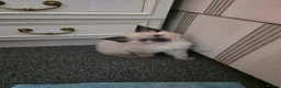 Ragdoll cats for sale: Ragdoll kittens  - Advert 4