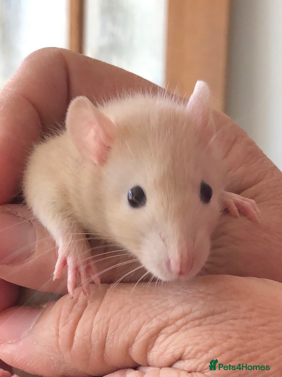 Hamster rodents Tame hamsters  - Advert 1