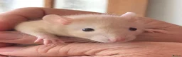 Hamster rodents for sale: Tame hamsters  - Advert 1