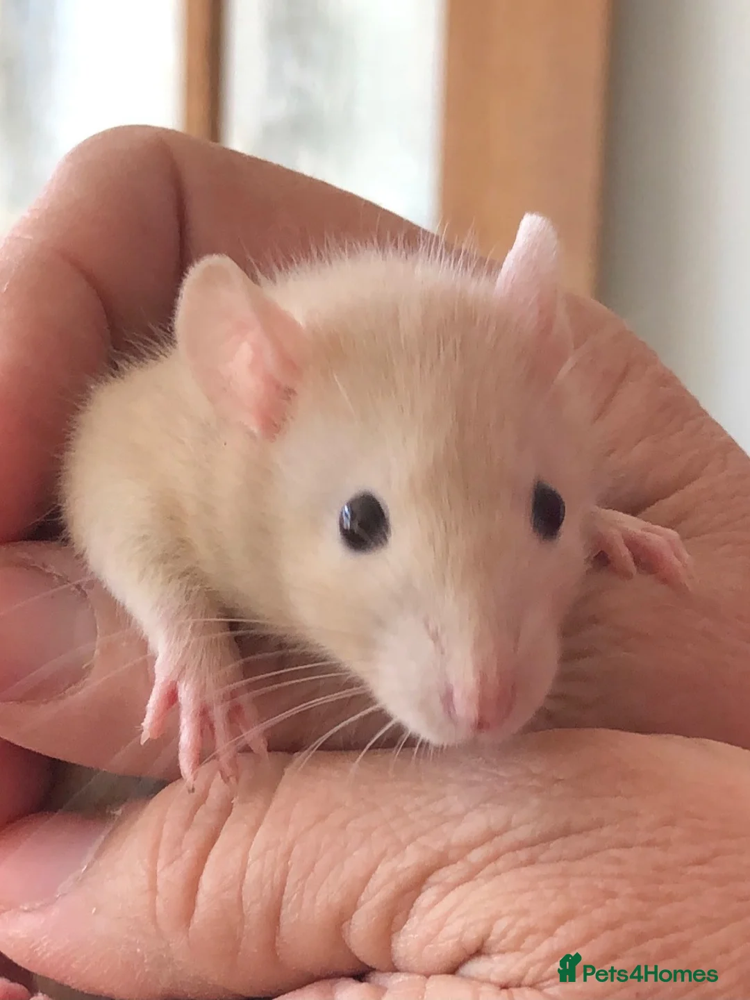 Hamster rodents for sale: Tame hamsters  - Advert 1