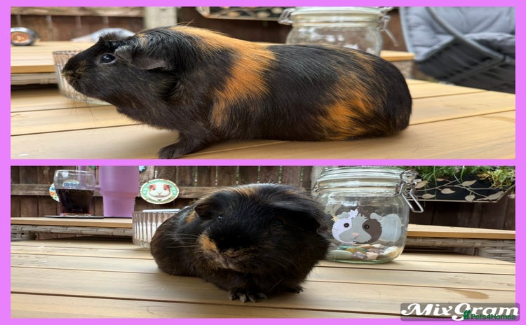 Guinea Pig rodents - Advert 18