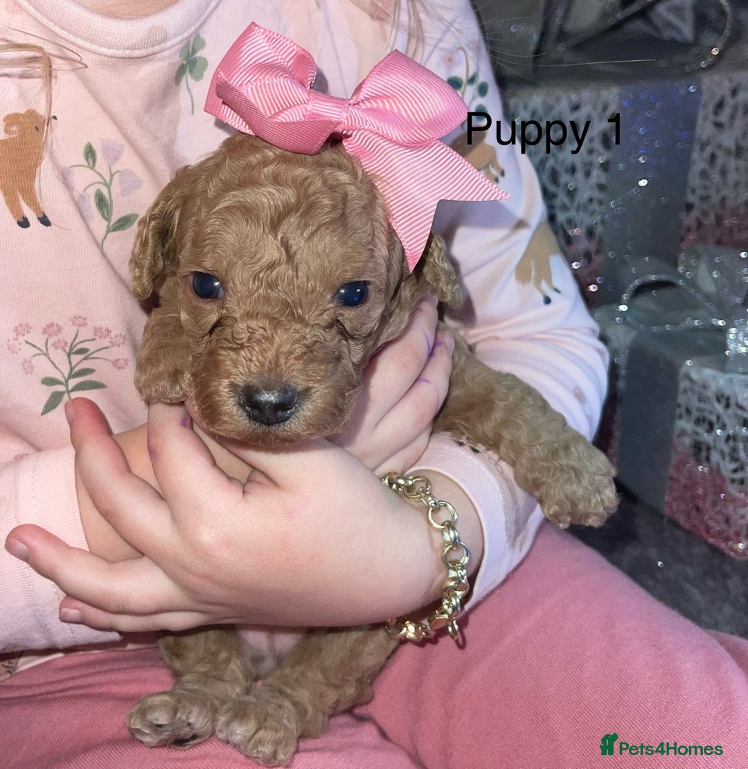 Cockapoo dogs for sale: Adorable 🐶 Cockapoo Pups 🐶 x6 Ready for new home - Advert 2