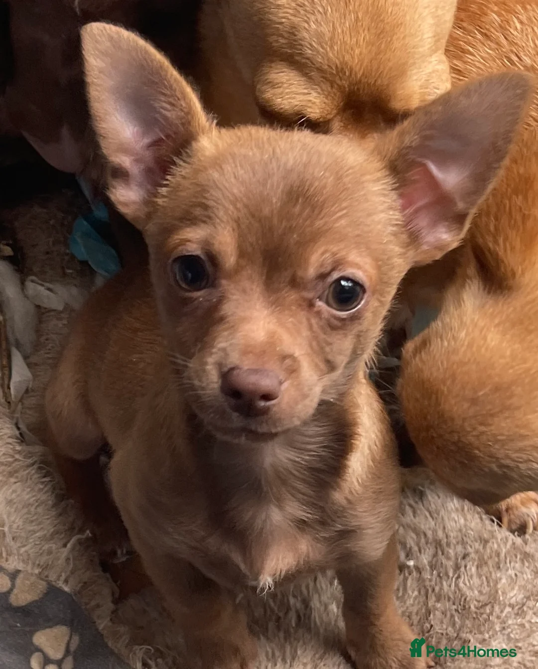 Chihuahua dogs for sale: Chihuahua Puppy For Sale  in Horsham - Advert 1