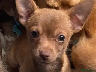 Chihuahua dogs Chihuahua Puppy For Sale - Advert 8