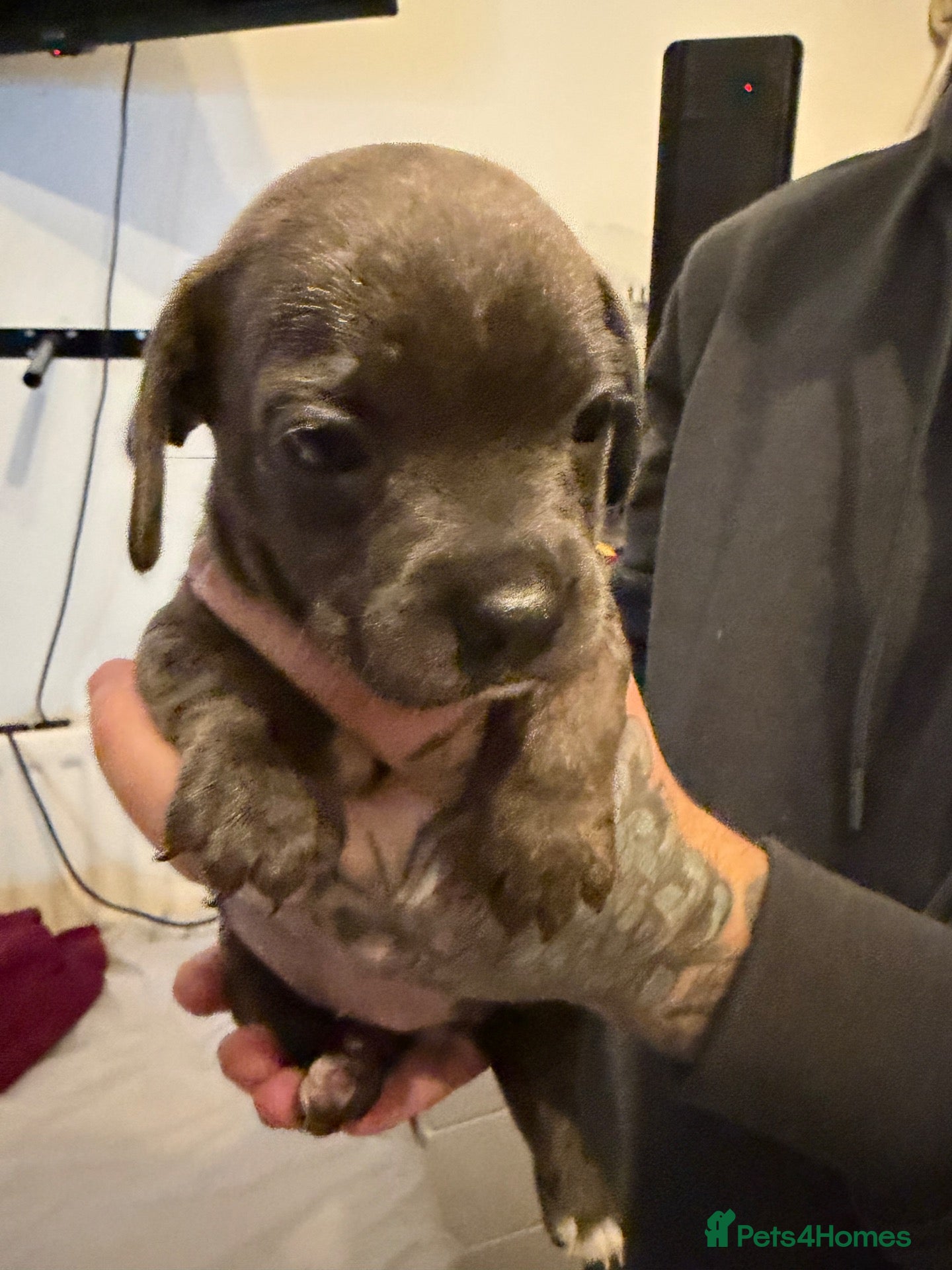 Mixed Breed dogs French bull wieners  - Advert 11
