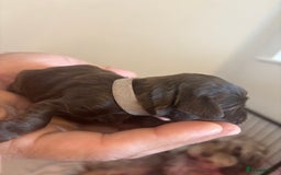 Cockapoo dogs for sale: Cockapoo puppies - Image 31