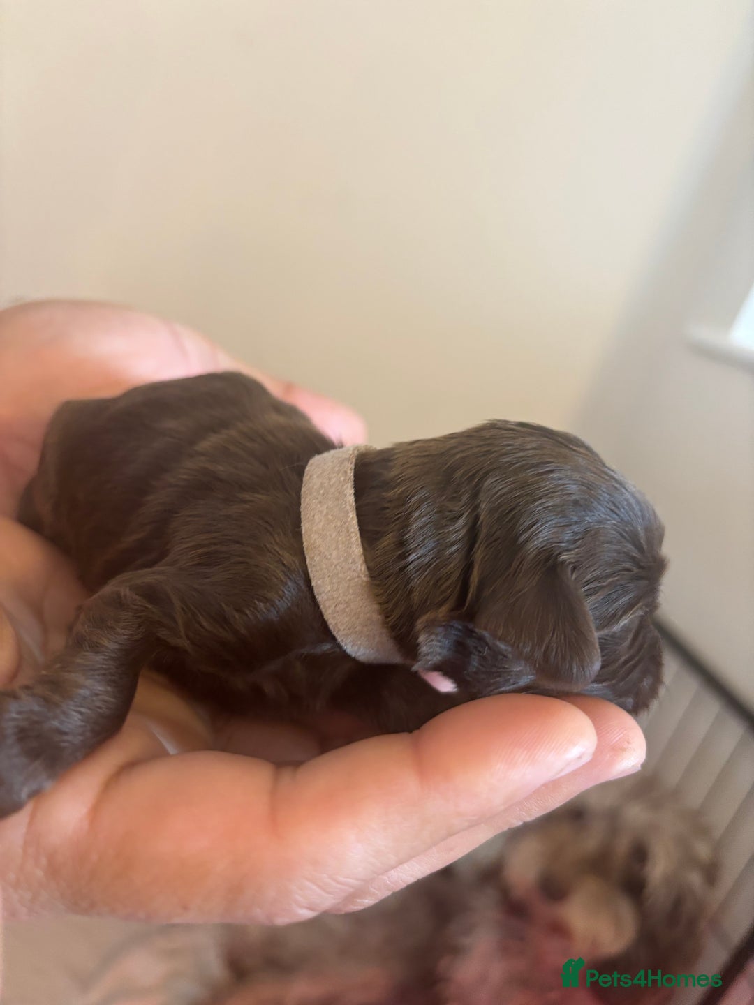 Cockapoo dogs for sale: Cockapoo puppies - Image 31