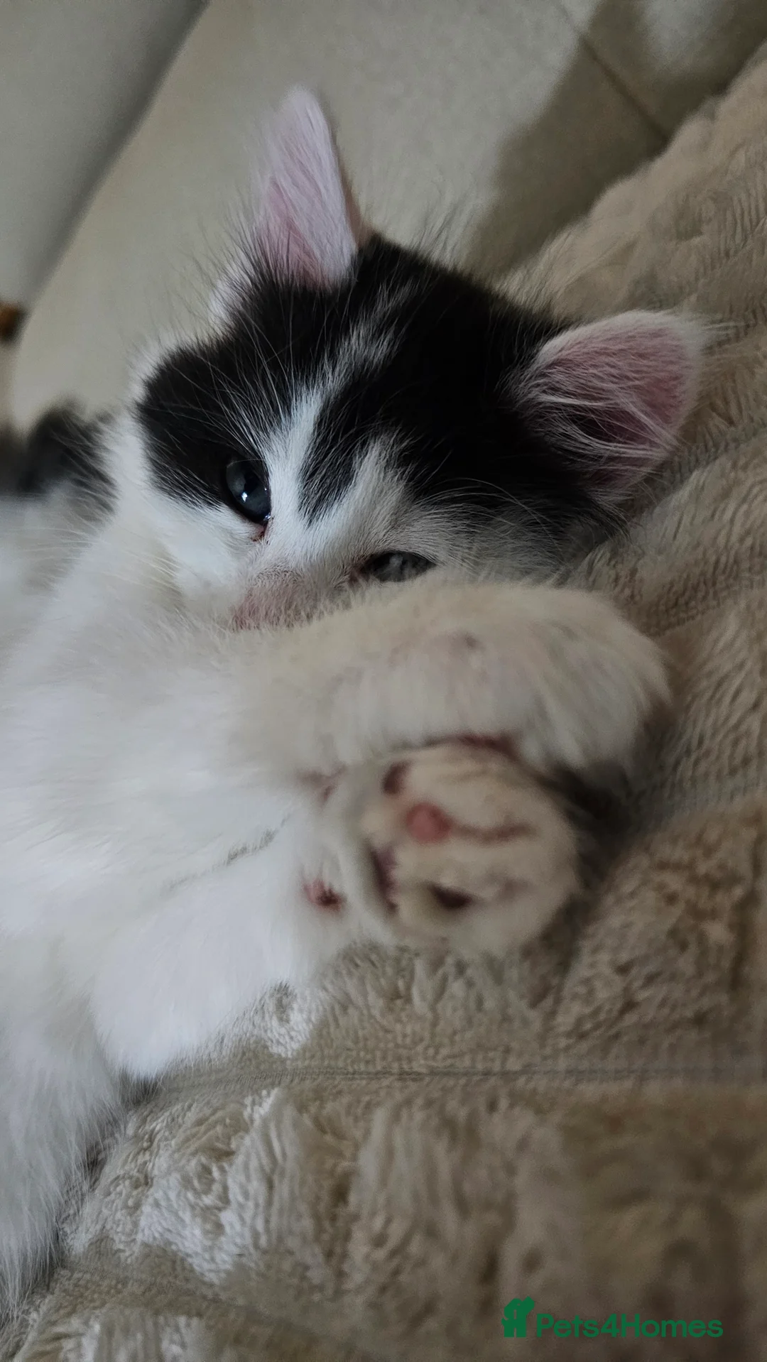 Turkish Angora cats for sale: Black and white kitten ready for a new home 🐾 - Advert 2