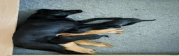Labrador Retriever dogs for sale: KC Reg Fox Red and Black Labrador Puppies - Advert 12