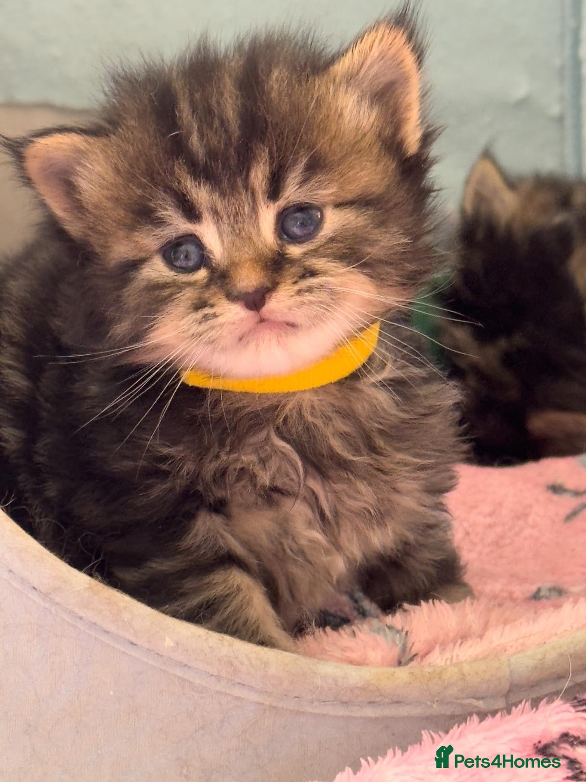 Maine Coon cats Gorgeous full breed Mainecoon kittens ready may 20 - Advert 2