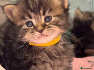 Maine Coon cats Gorgeous full breed Mainecoon kittens ready may 20 - Advert 1