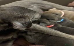 Labrador Retriever dogs for sale: Stunning Charcoal Labrador puppies - Image 3