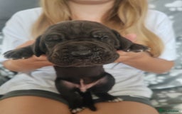 Great Dane dogs for sale: Beautiful KC registered Great Dane Puppies  - Image 19