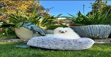 Pomeranian dogs - Advert 3