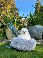 Pomeranian dogs - Advert 3