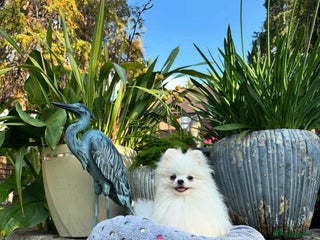 Pomeranian dogs - Advert 10