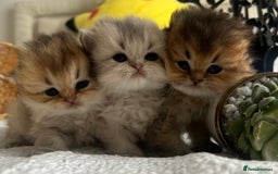 Scottish Fold cats for sale: Pedigree cutest SFLH kittens   - Image 4