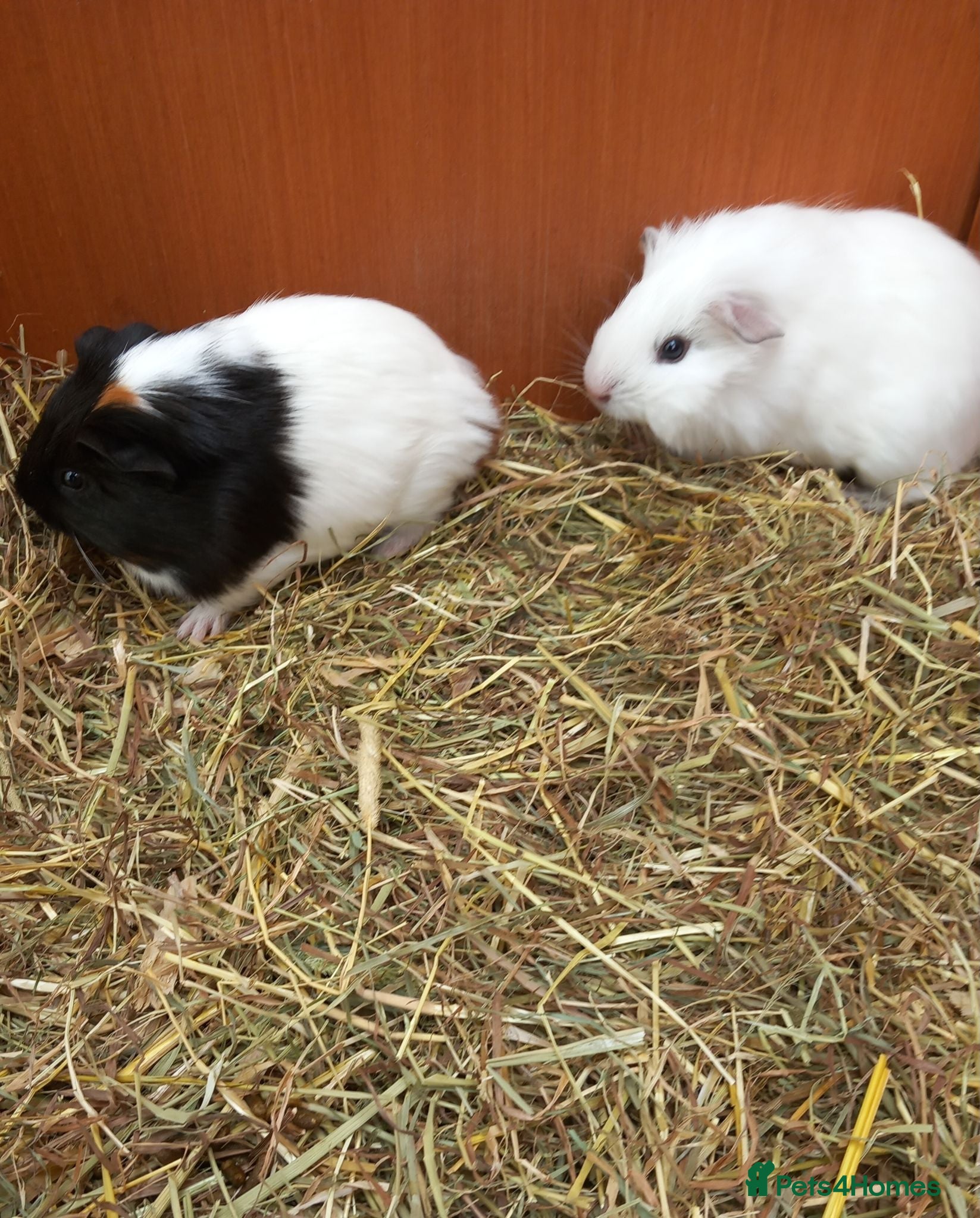 Guinea Pig rodents Last 2 Baby boy guinea pigs ready now  - Advert 18