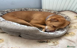 Mixed Breed dogs for sale: 3 yr old staff x bitch  - Image 2