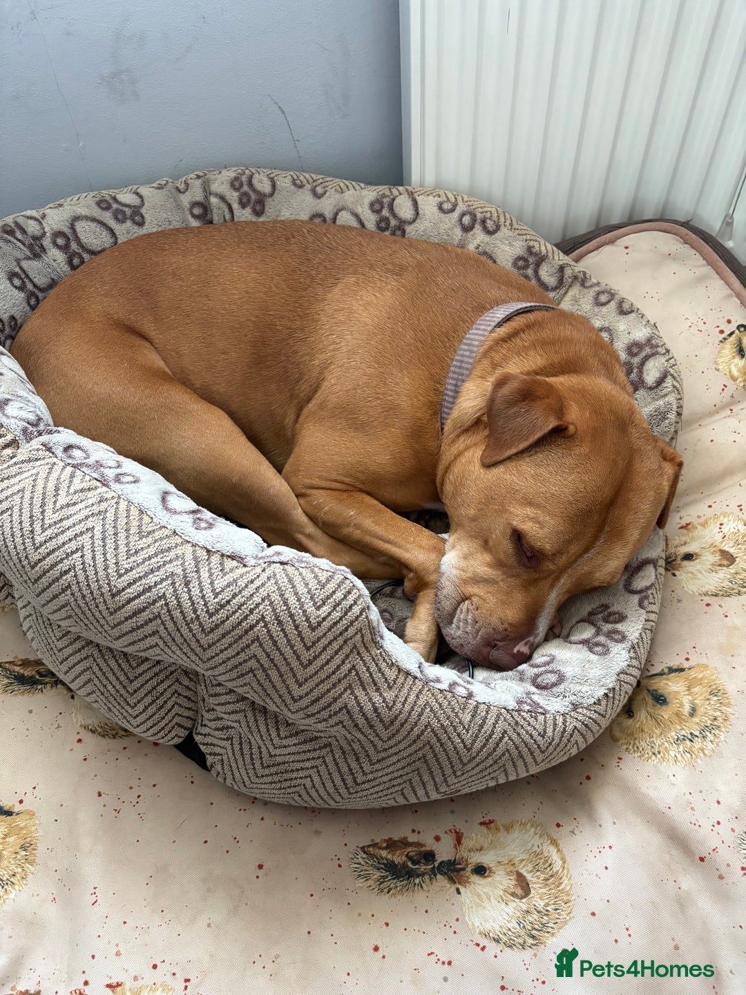 Mixed Breed dogs for sale: 3 yr old staff x bitch  - Image 2