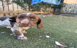 Cocker Spaniel dogs for sale: Extensively Health Tested KC Registered Girl - Image 12