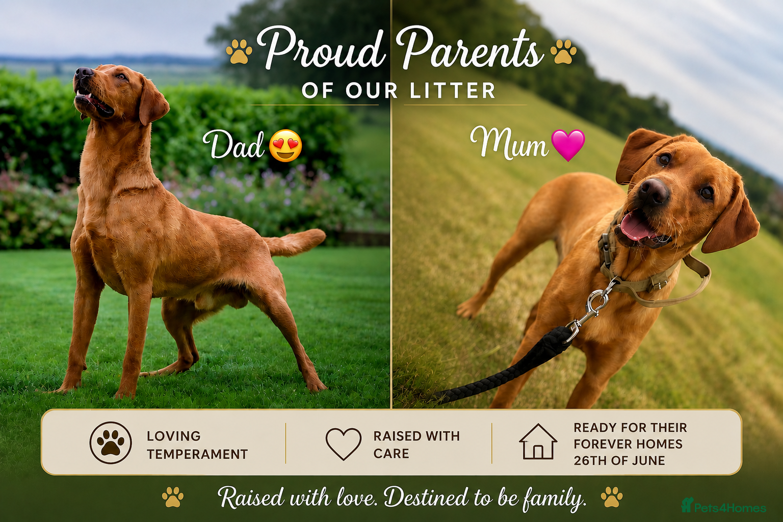 Labrador Retriever dogs 7 Fox Red Labrador Puppies🐶 - Advert 1