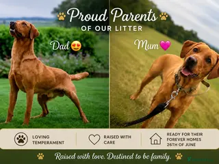 Labrador Retriever dogs *New PICS* 7 KC-Registered Fox Red Labrador Pups🐶 - Advert 2