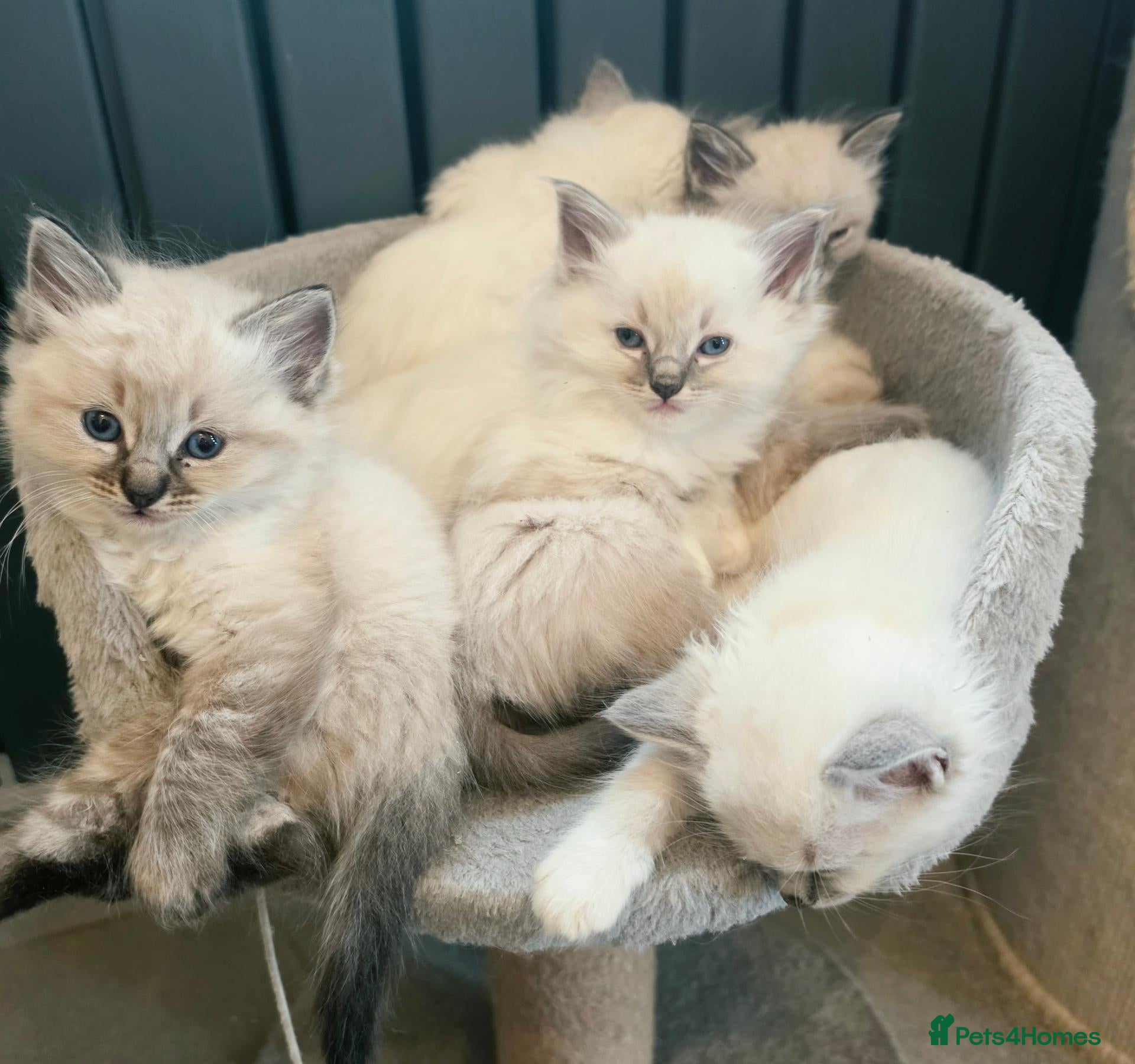 Ragdoll cats Stunning ragdoll kittens - Advert 7